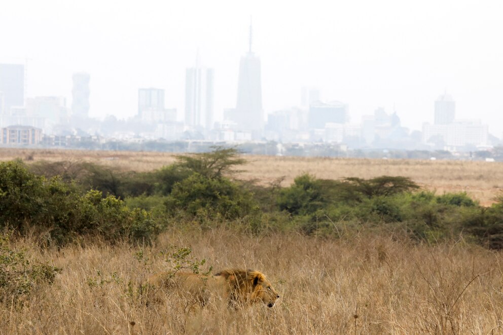 safari leon Namibia