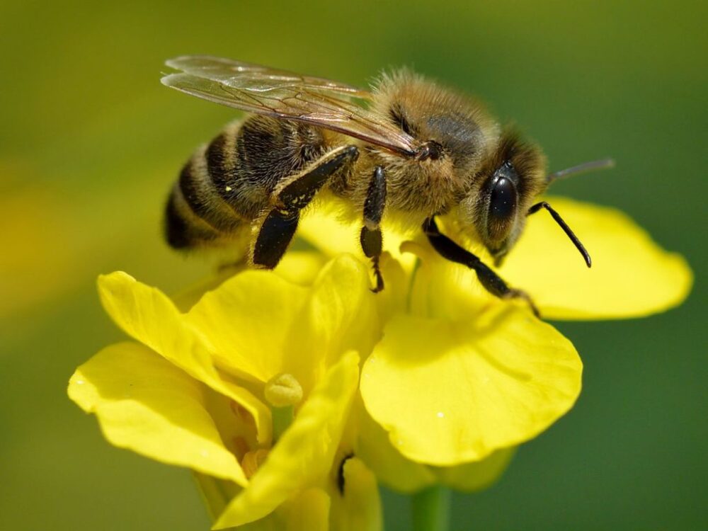abeja cancer