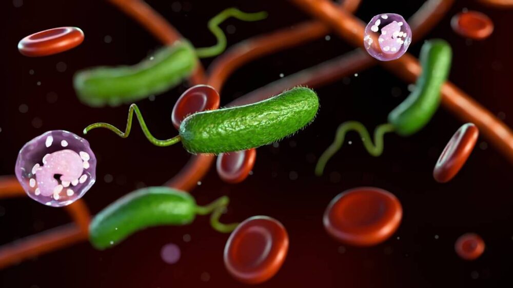 bacteria