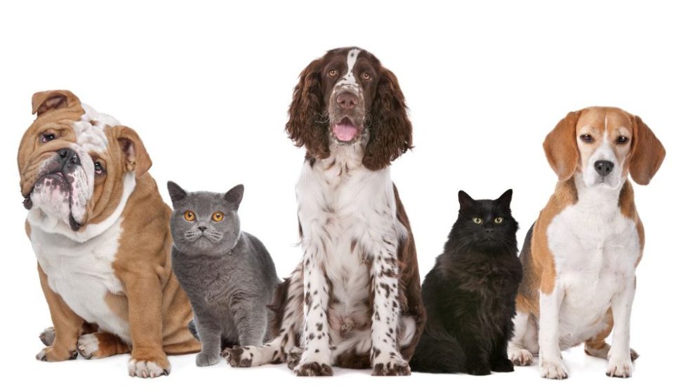 perros gatos