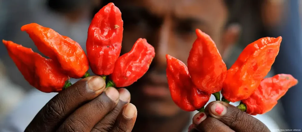 chile picante