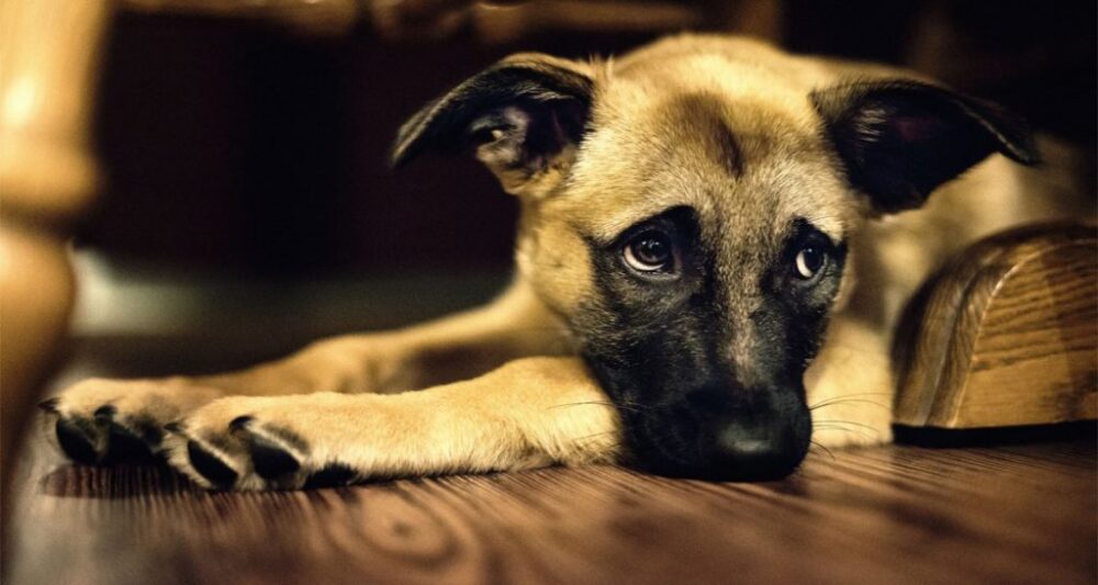 perro