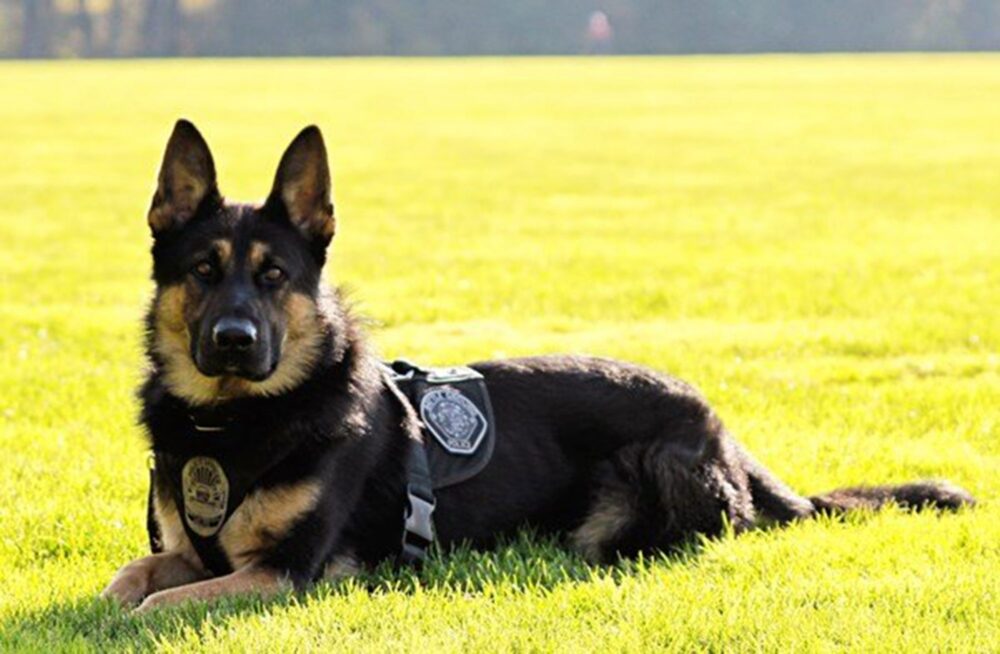 perro policia