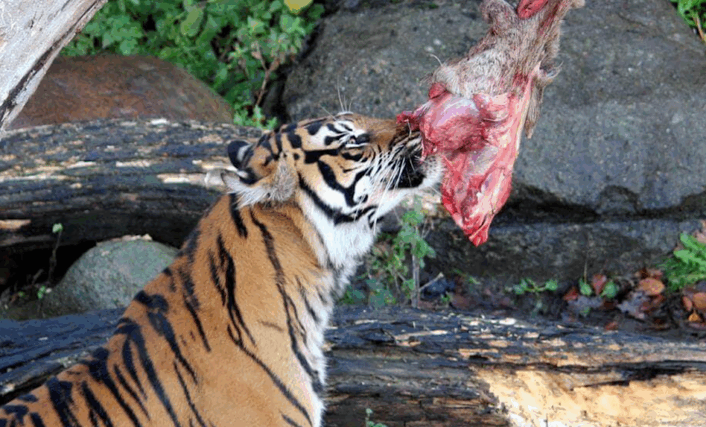 zoologico animales