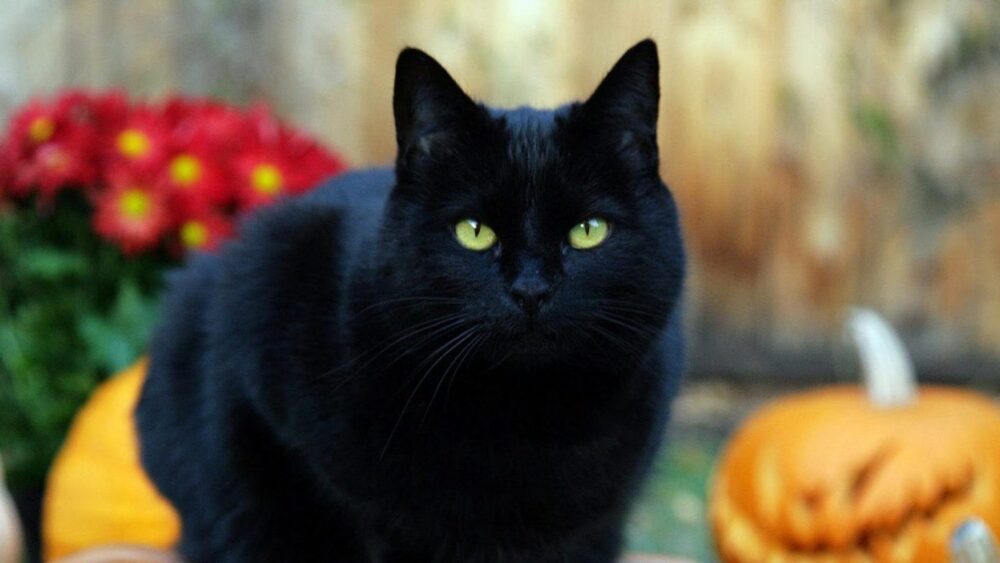 gato