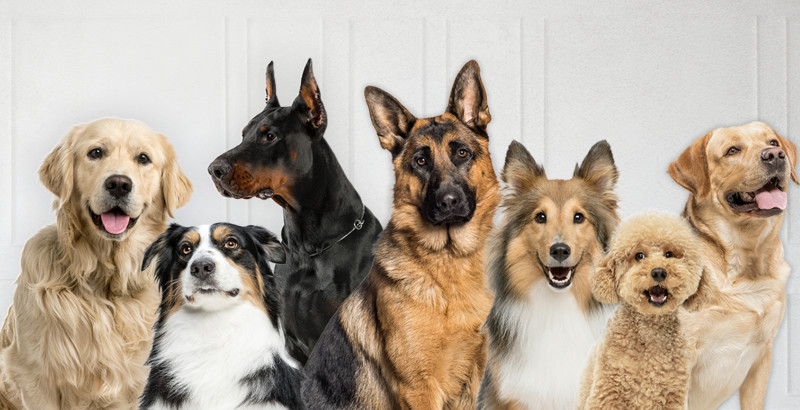 perros