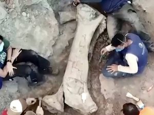 Hallazgo de dinosaurio gigante en Brasil refuerza conexión prehistórica entre continentes